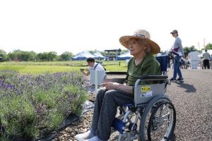 ラベンターのそばまで寄って観賞する様子