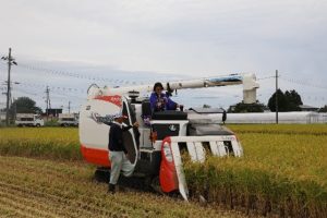 あきたecoらいす応援プロジェクトの稲刈りの様子