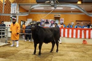 初競りにかけられた子牛の様子