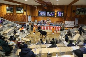由利本荘市のあきた総合家畜市場で行われた県産黒毛和牛の子牛の初競りの様子