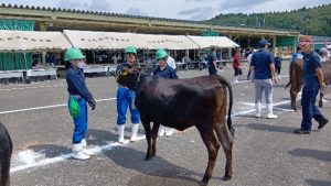 令和8年度秋田県和牛改良共進会の様子